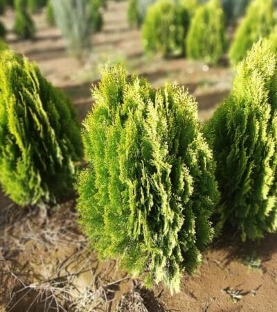 hotreviews.ro ghid complet tuia aurea nana 40 50 cm de la puiet la o gradina spectaculoasa 2025 07 22 03.17.02