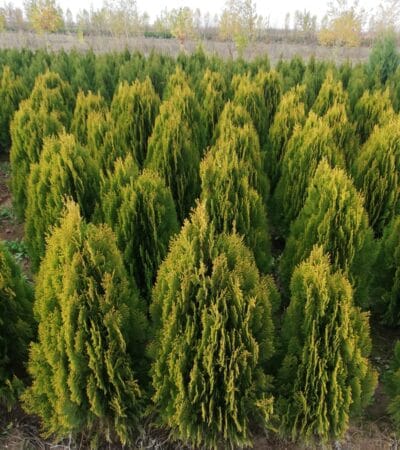 hotreviews.ro tuia aurea nana ghid complet de plantare ingrijire si design in gradina 2025 07 22 02.56.11